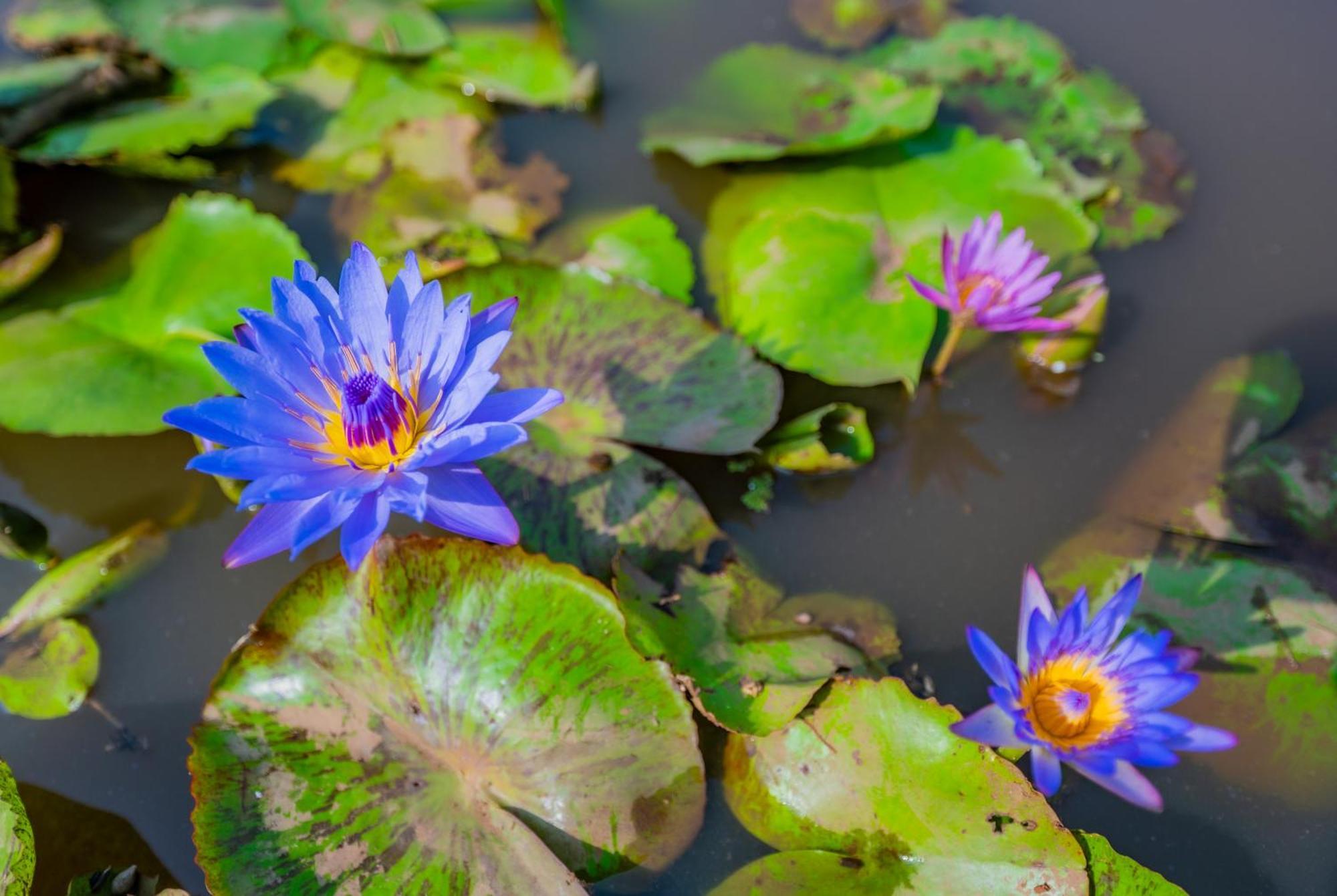 Отель Lotus Leaf Pali  Экстерьер фото